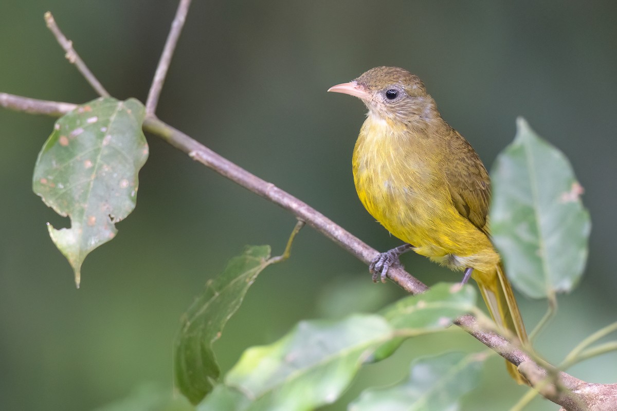 Golden Greenbul - Chris Venetz | Ornis Birding Expeditions
