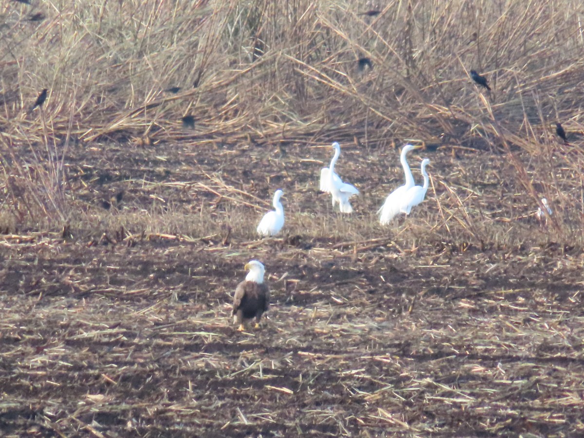 Weißkopf-Seeadler - ML611472857