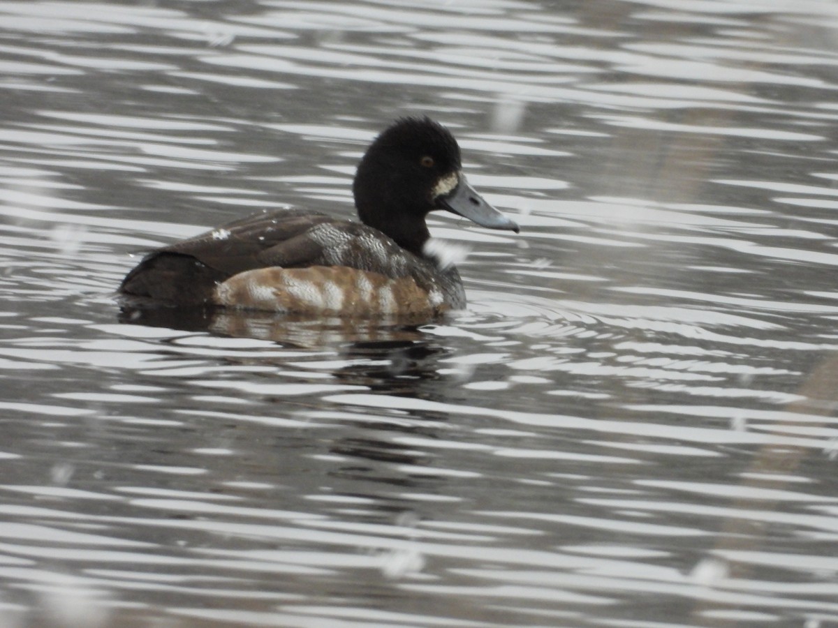 Lesser Scaup - ML611472871