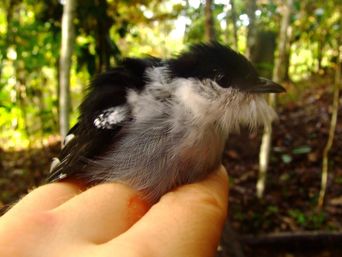 White-bearded Manakin - ML611472890