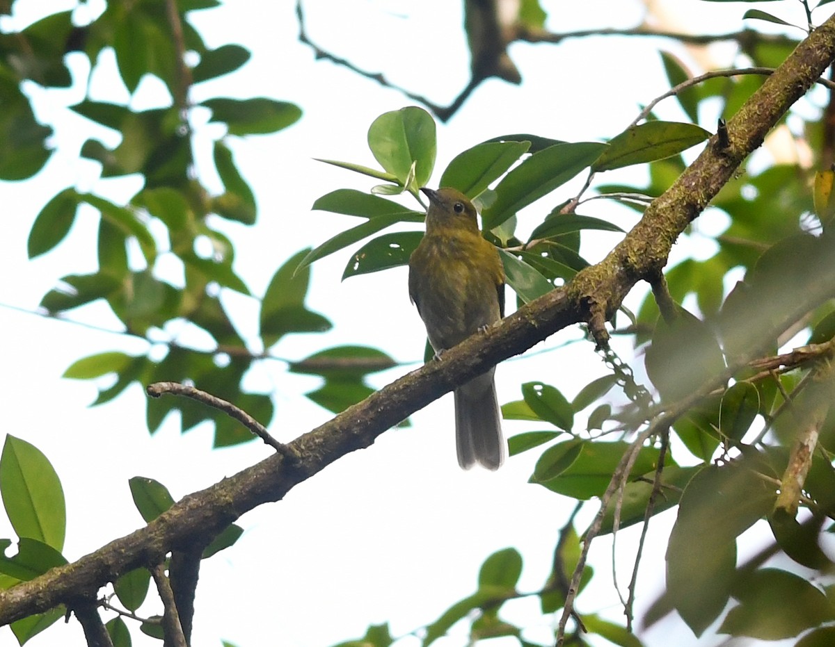 Gray-tailed Piha - Joshua Vandermeulen