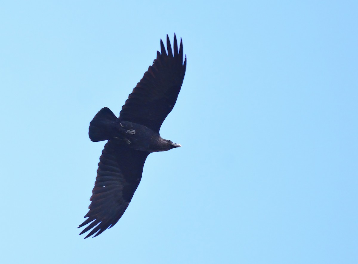 White-necked Raven - ML611472955