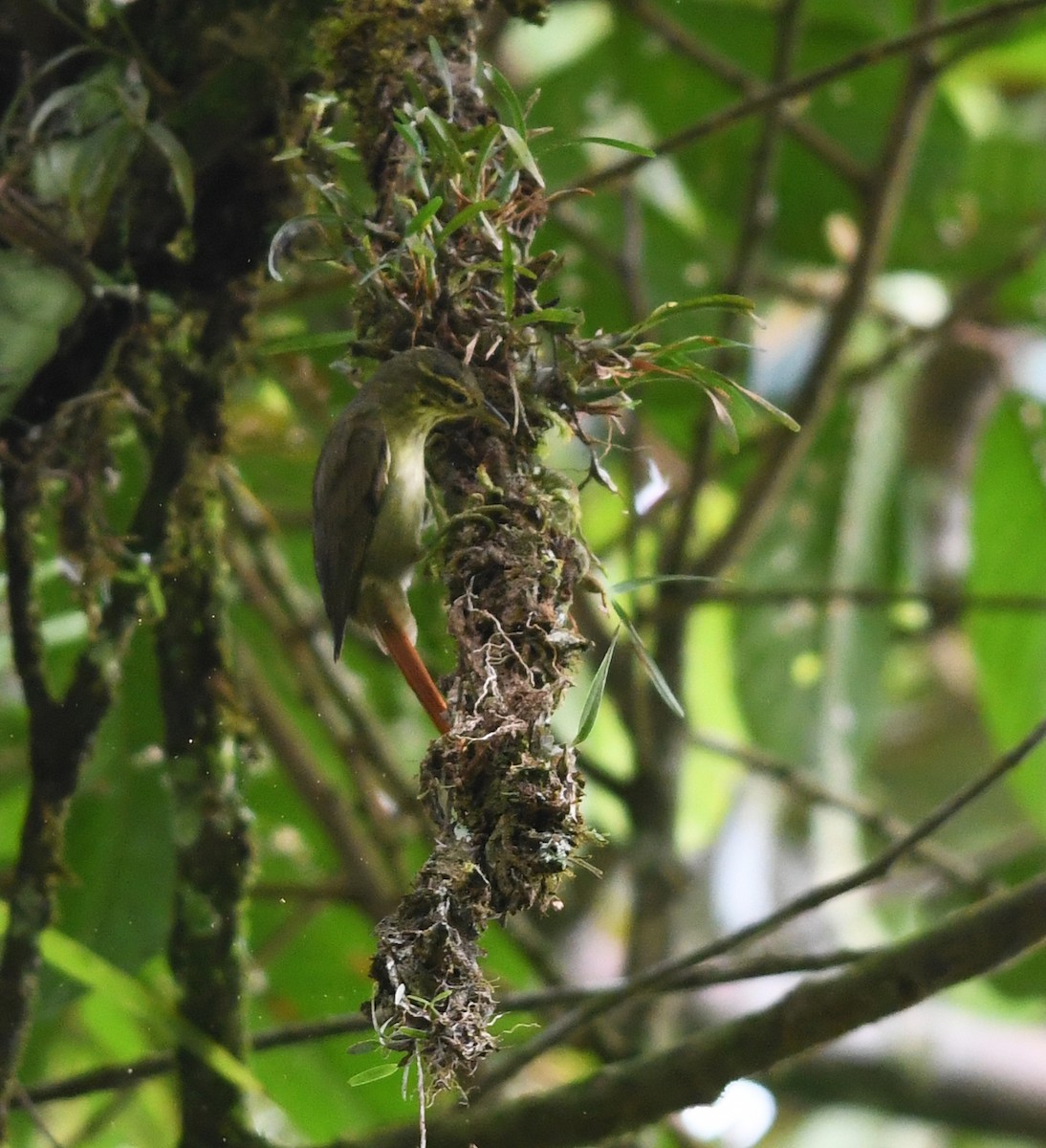 Rufous-tailed Foliage-gleaner - ML611472960