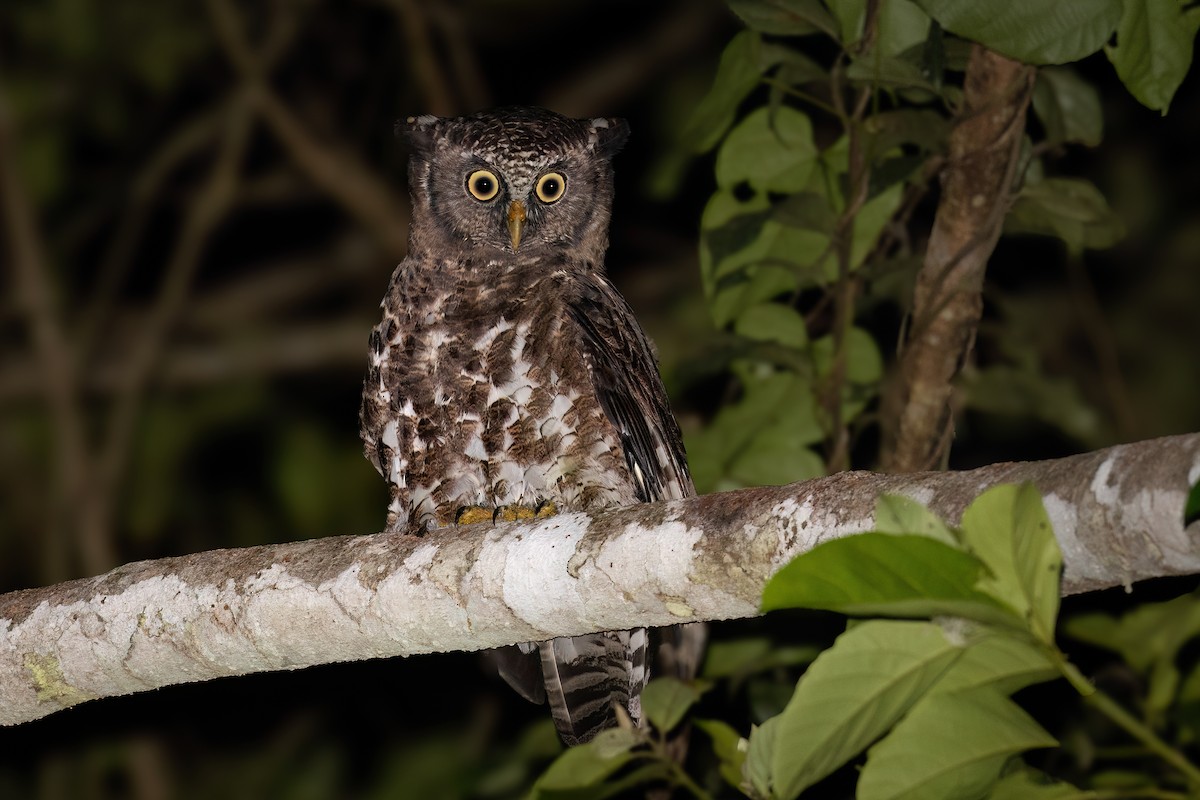 Akun Eagle-Owl - ML611472996