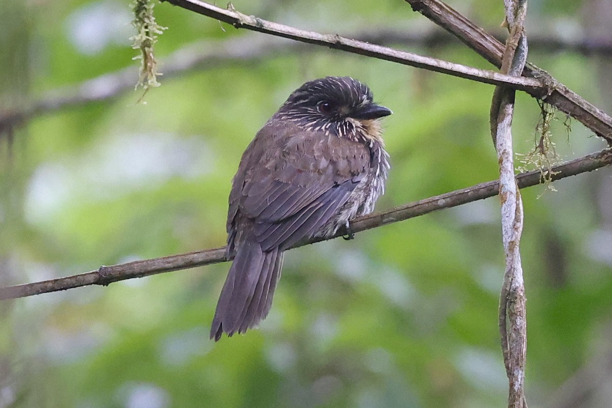 Black-streaked Puffbird - Lisa Carol Wolf