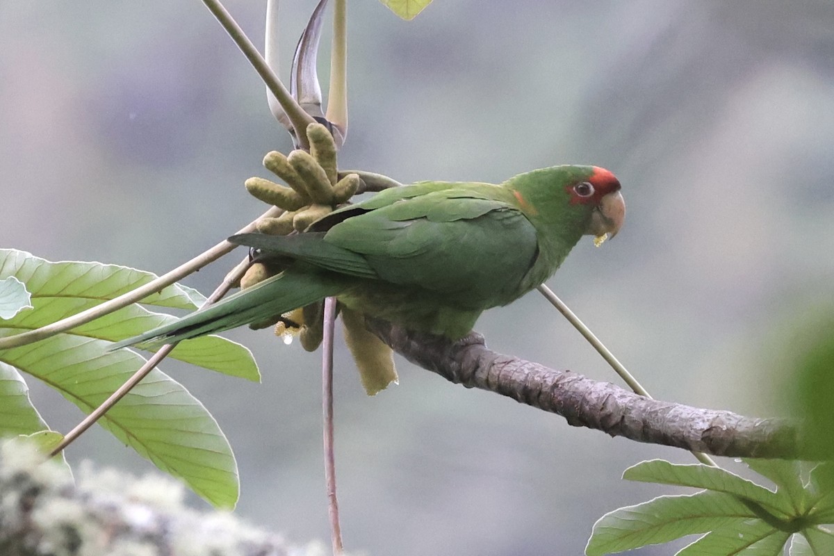 Mitred Parakeet - ML611473091