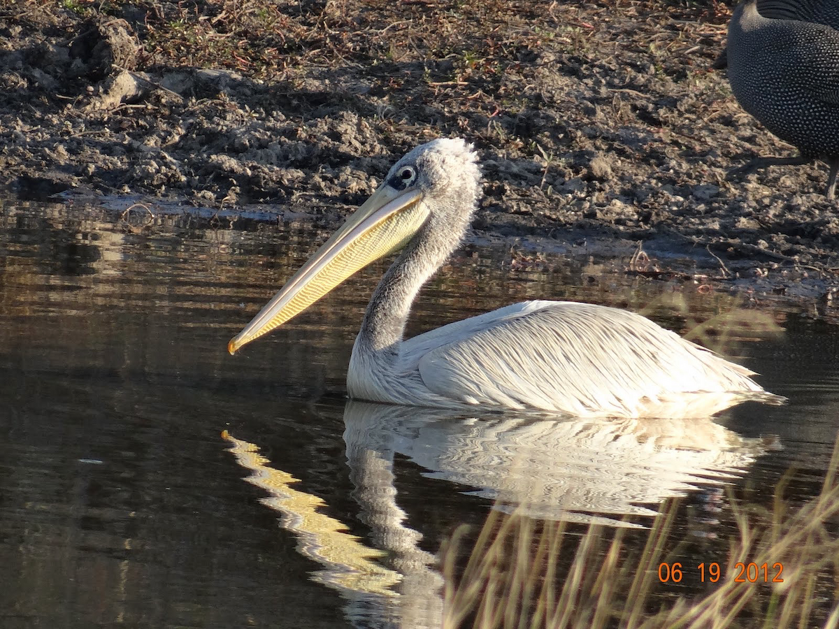 Pink-backed Pelican - ML611473126