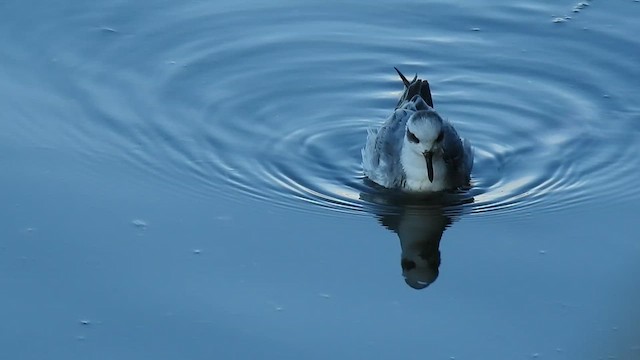 Phalarope à bec large - ML611473132