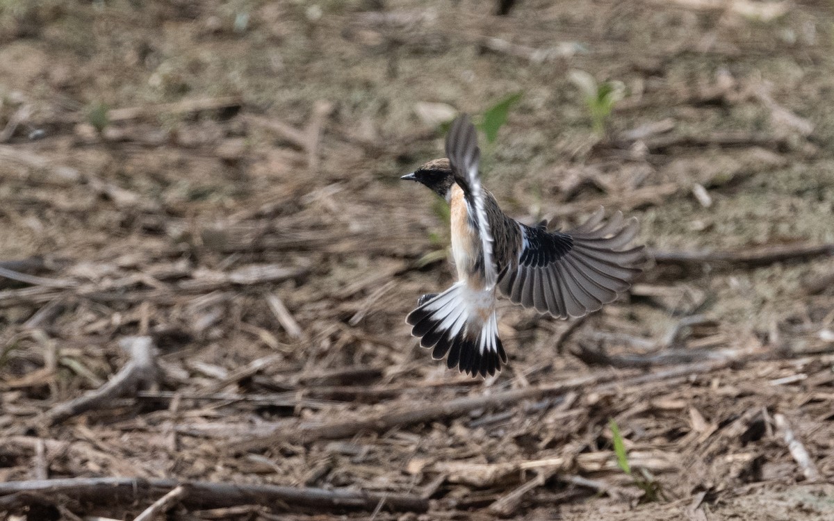 Siberian Stonechat (Caspian) - ML611473189