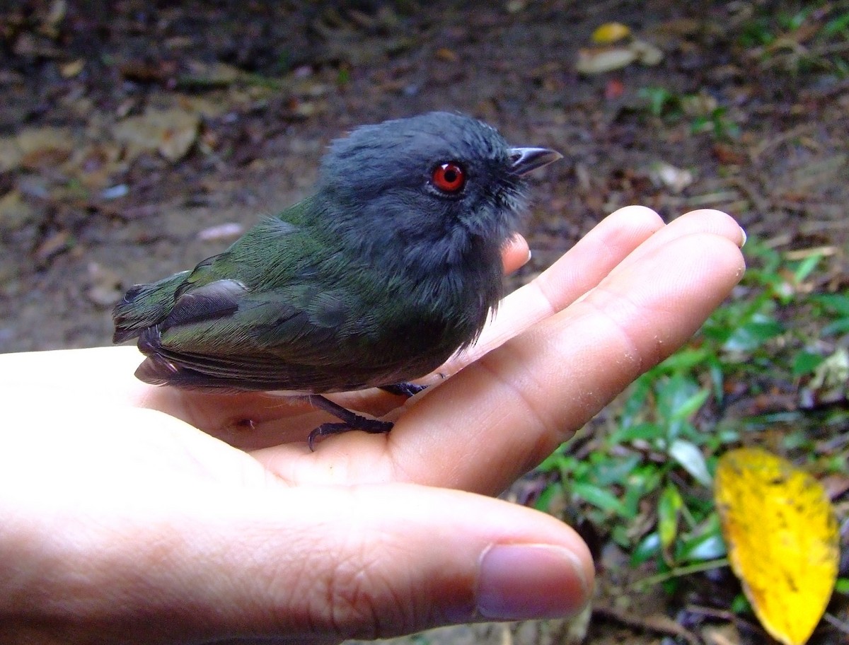 White-crowned Manakin - ML611473194