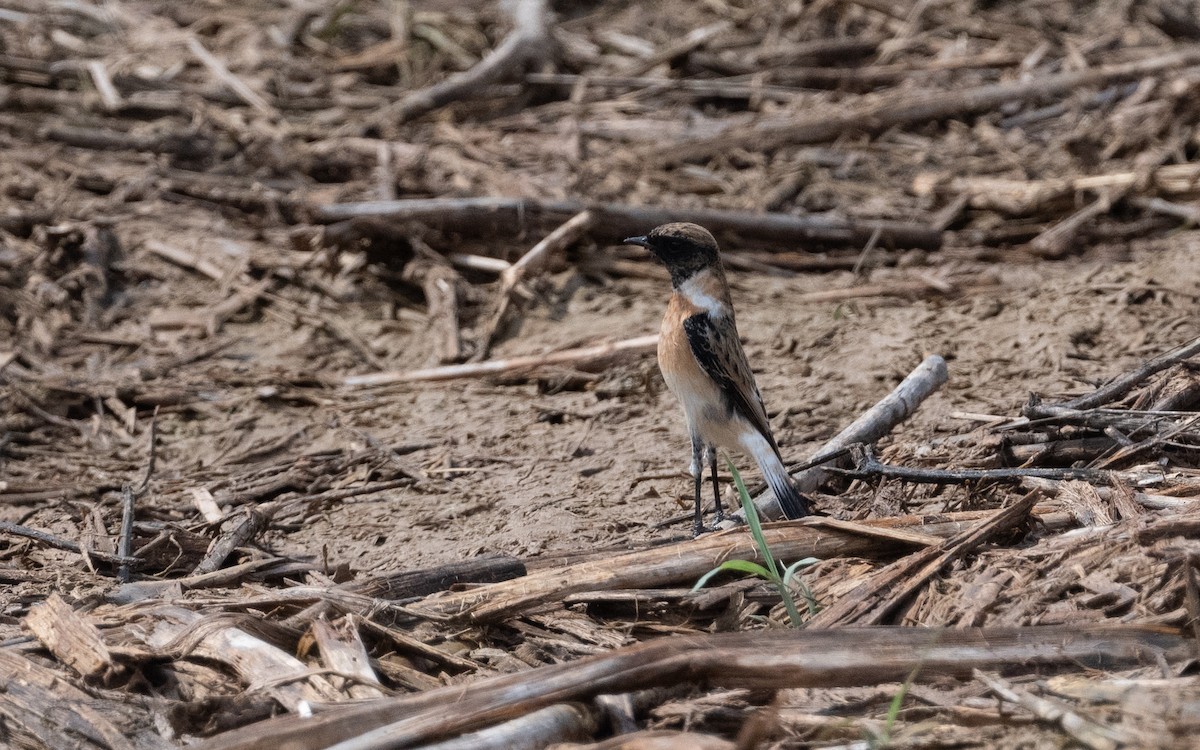 Siberian Stonechat (Caspian) - ML611473200