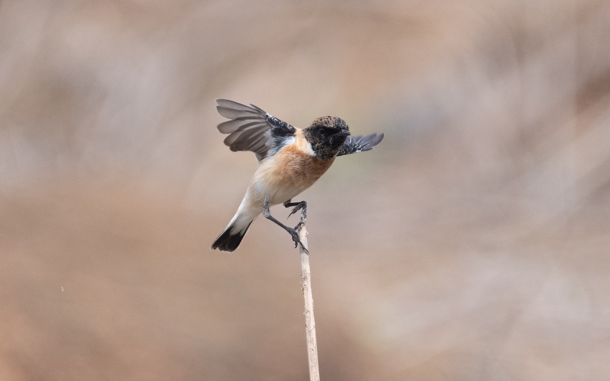 Siberian Stonechat (Caspian) - ML611473219