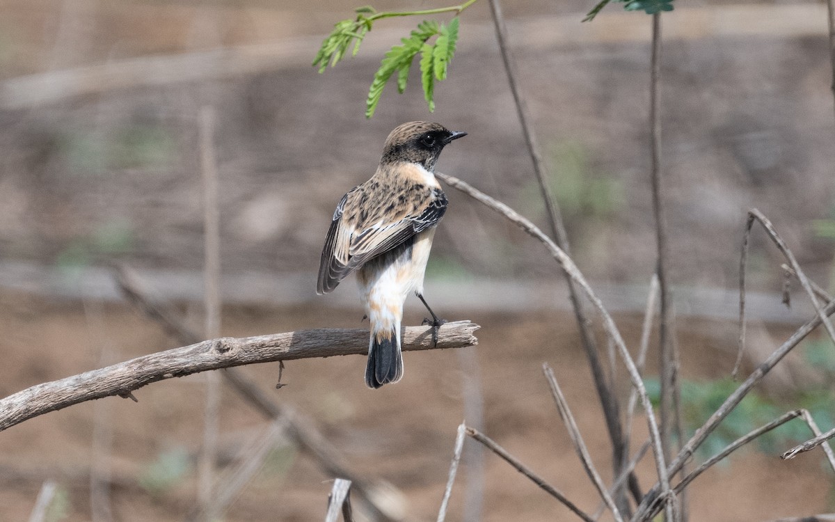 Siberian Stonechat (Caspian) - ML611473224