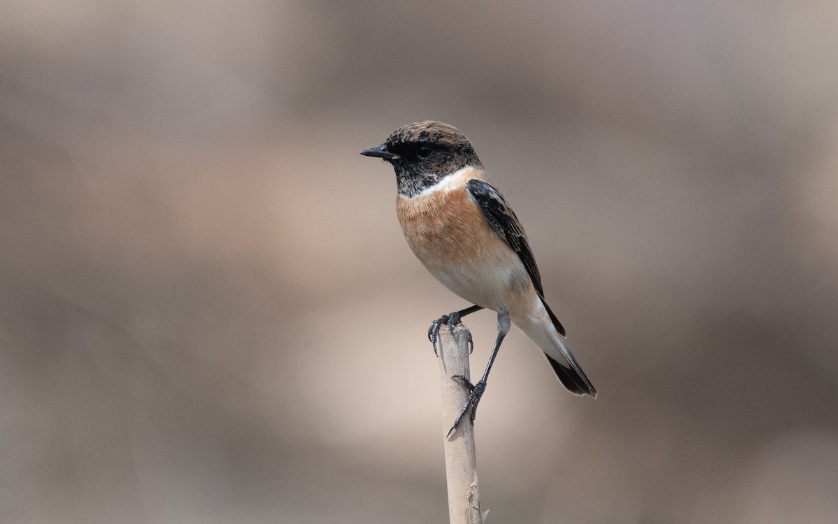Siberian Stonechat (Caspian) - ML611473261