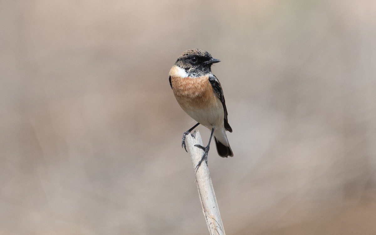Siberian Stonechat (Caspian) - ML611473277