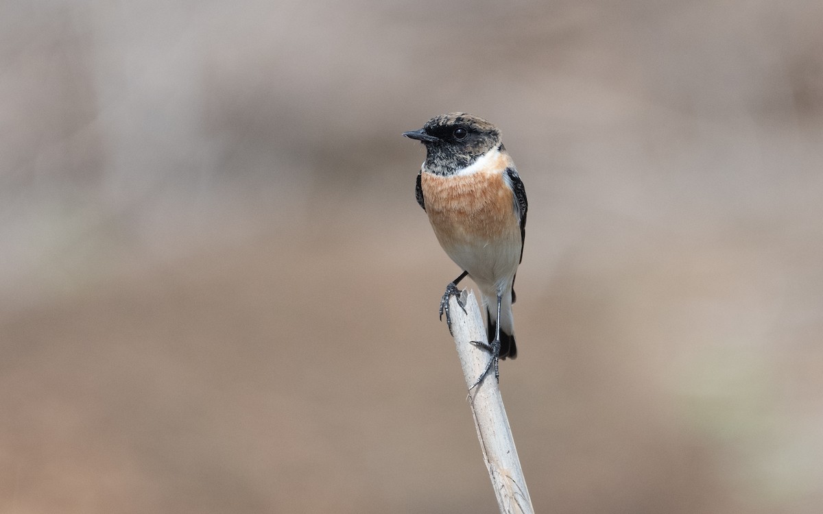 Siberian Stonechat (Caspian) - ML611473287