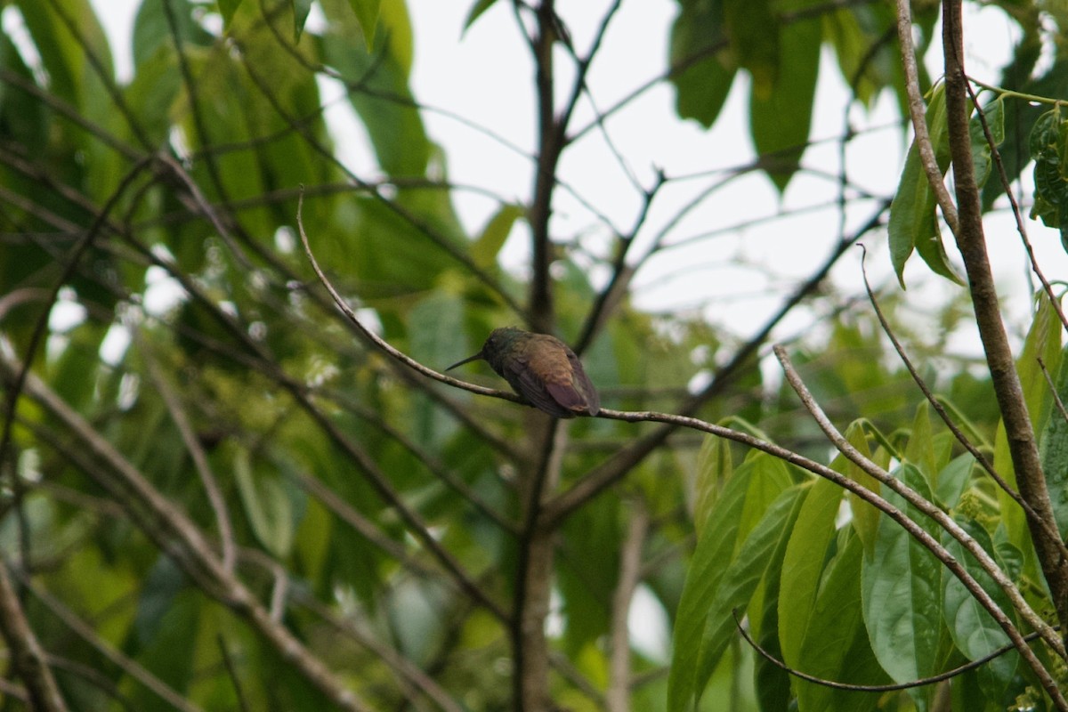 Green-bellied Hummingbird - Johan Bergkvist