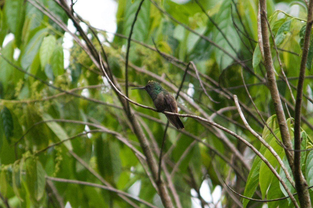 Green-bellied Hummingbird - ML611473299