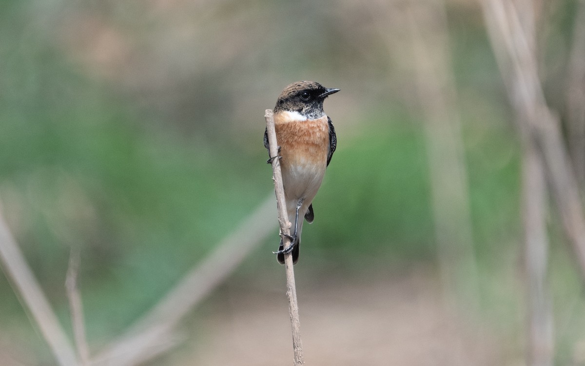 Siberian Stonechat (Caspian) - ML611473303