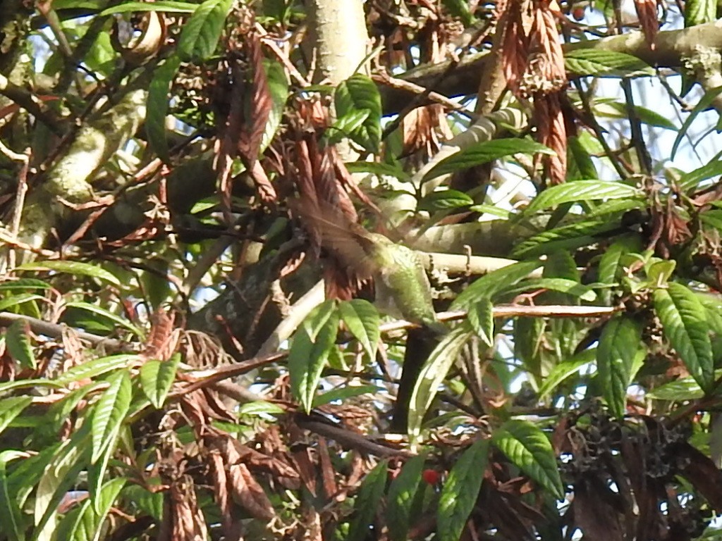 Anna's Hummingbird - ML611473366