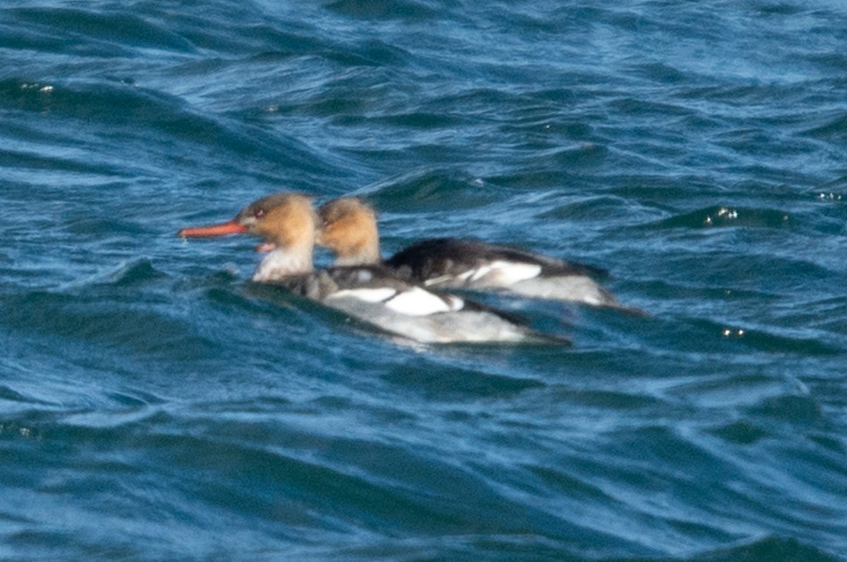 Red-breasted Merganser - ML611473392