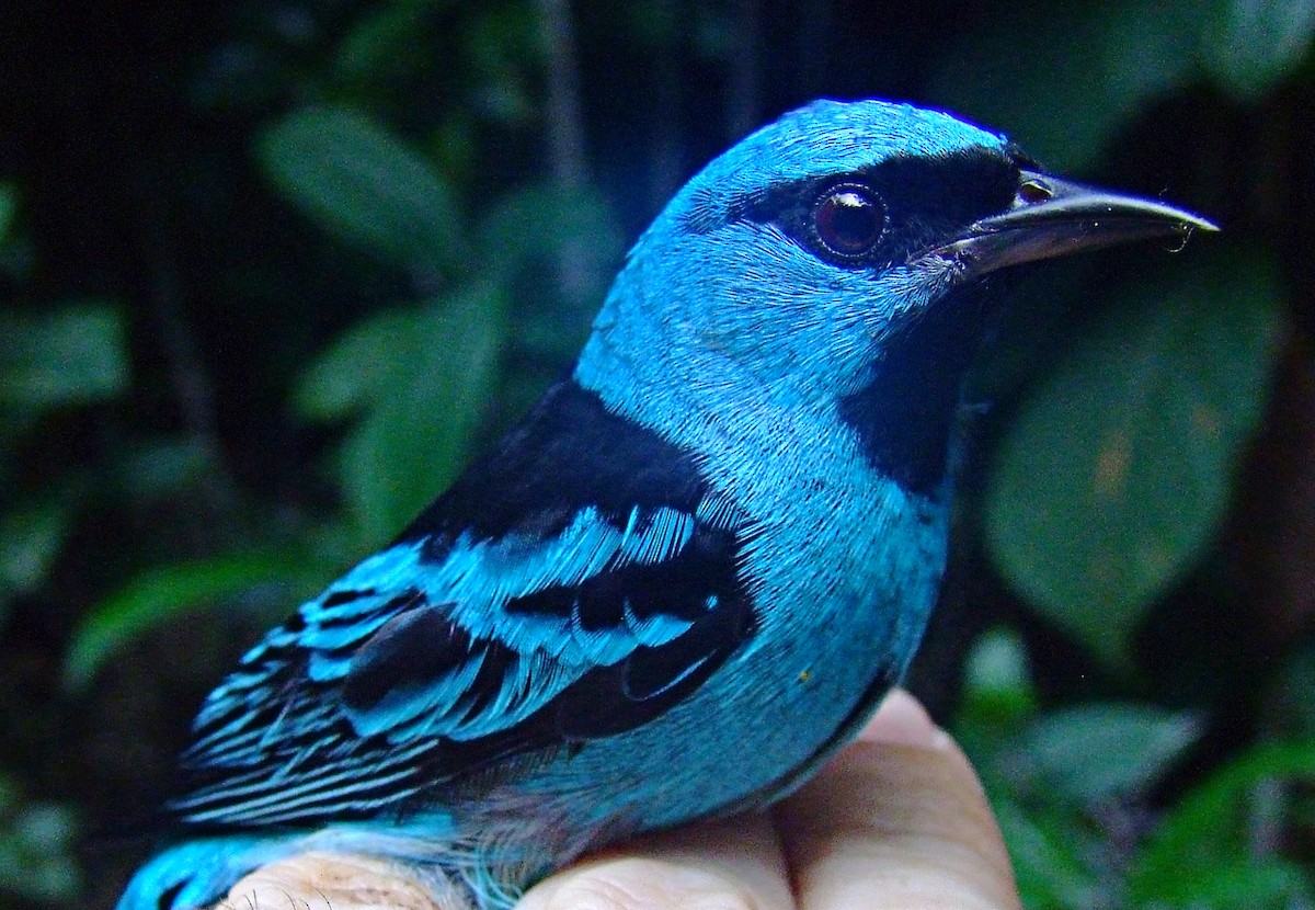 Blue Dacnis - ML611473393