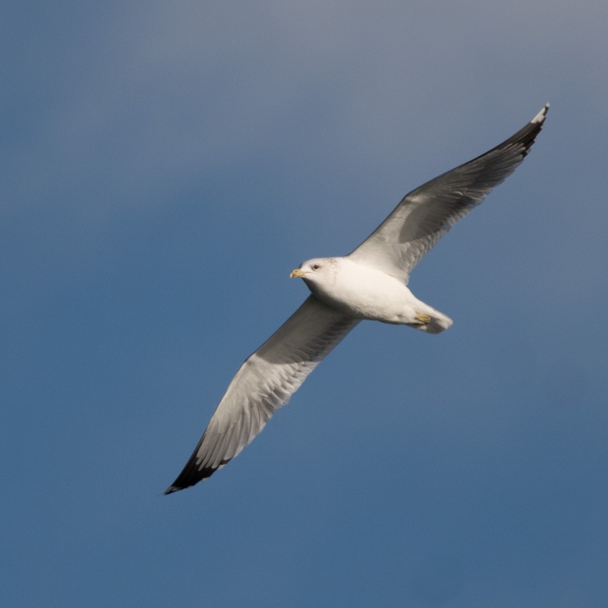 California Gull - ML611473400