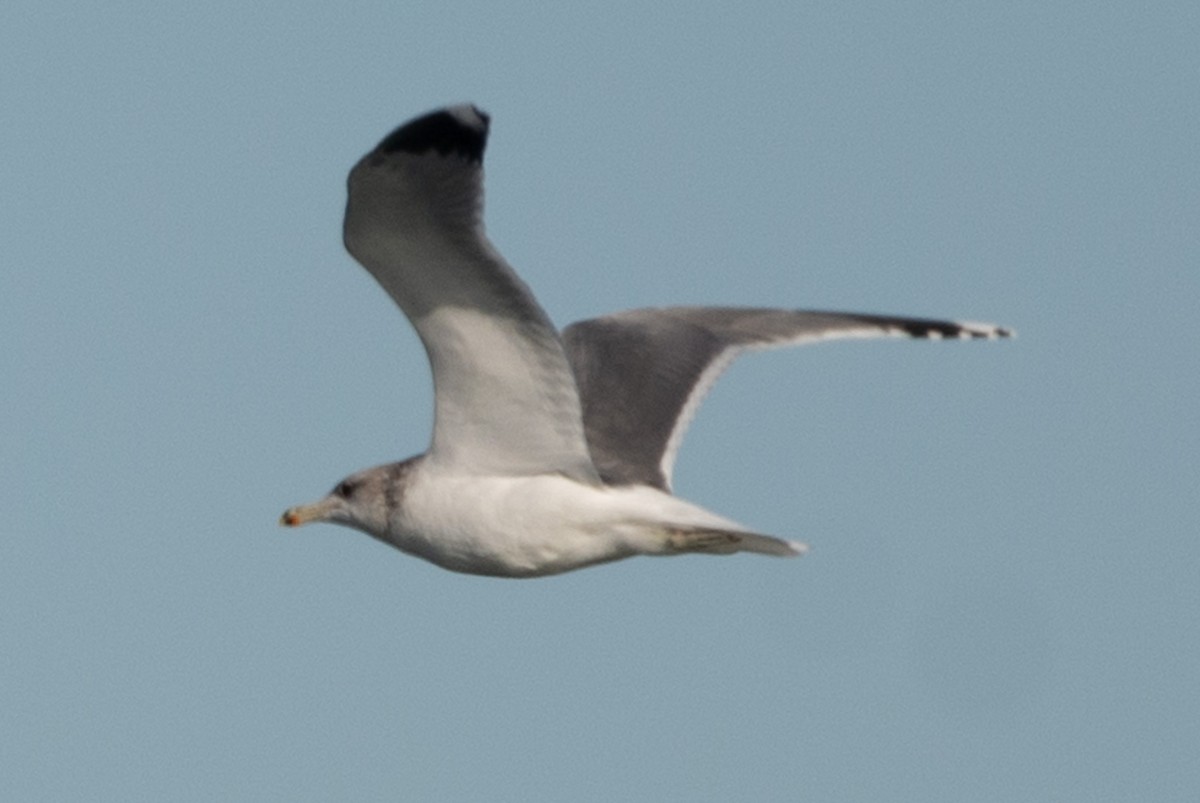 California Gull - ML611473402