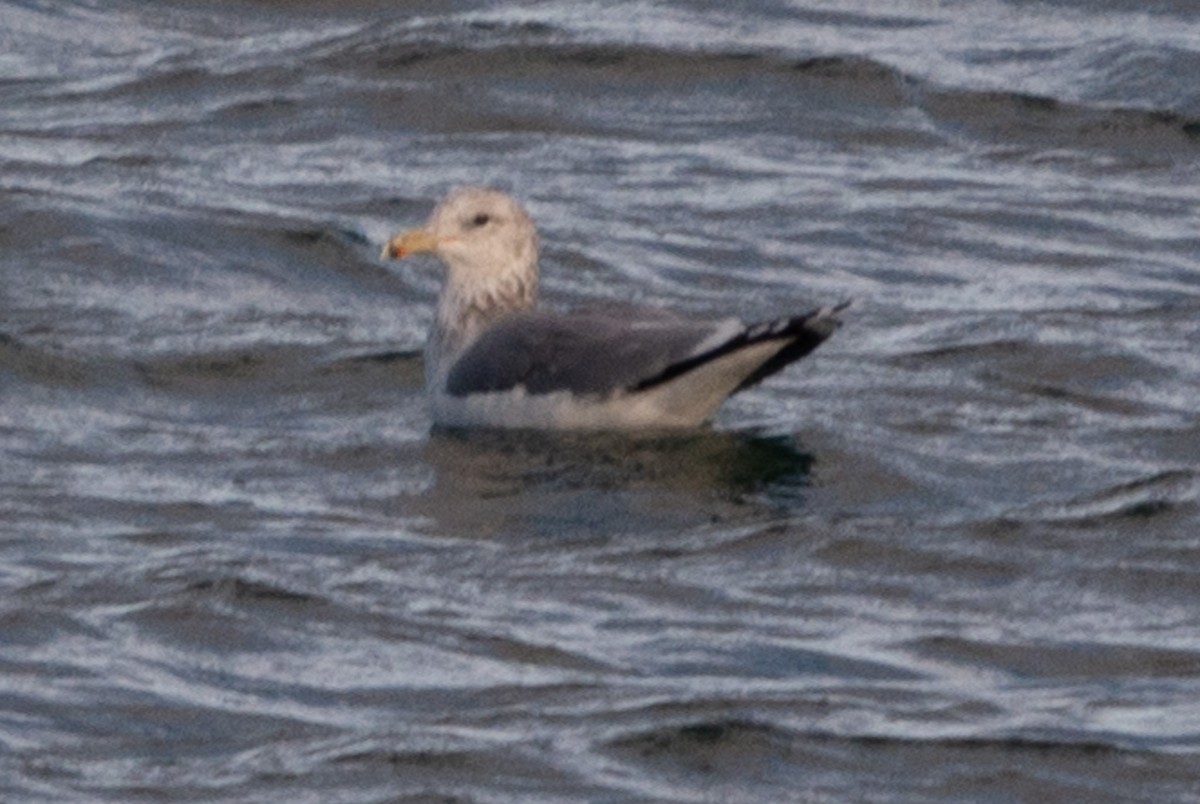 California Gull - ML611473403