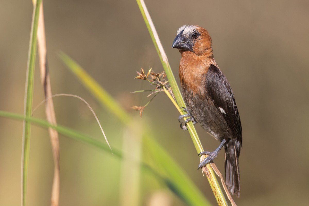 Grosbeak Weaver - Chris Venetz | Ornis Birding Expeditions