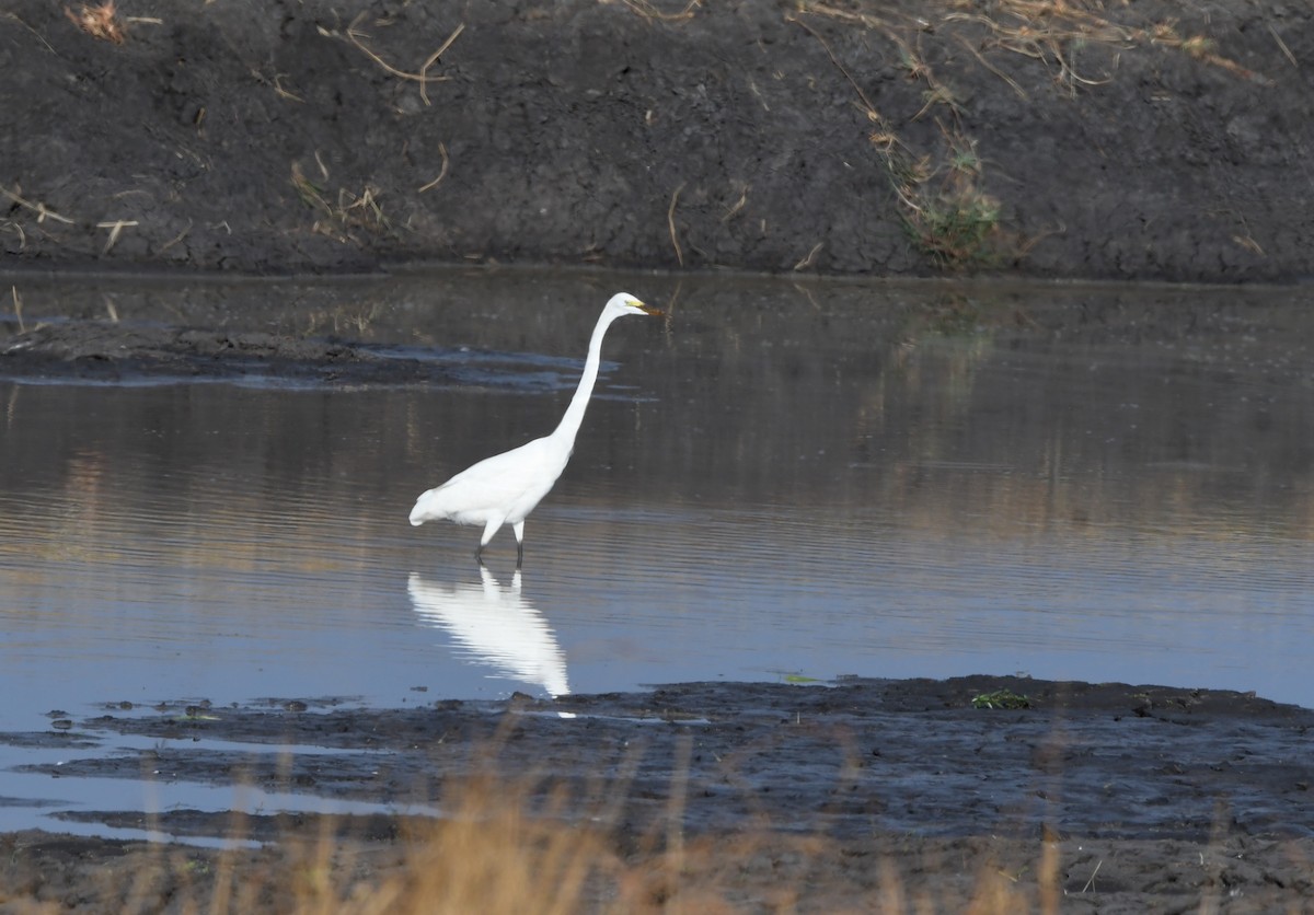 Great Egret (African) - ML611473478