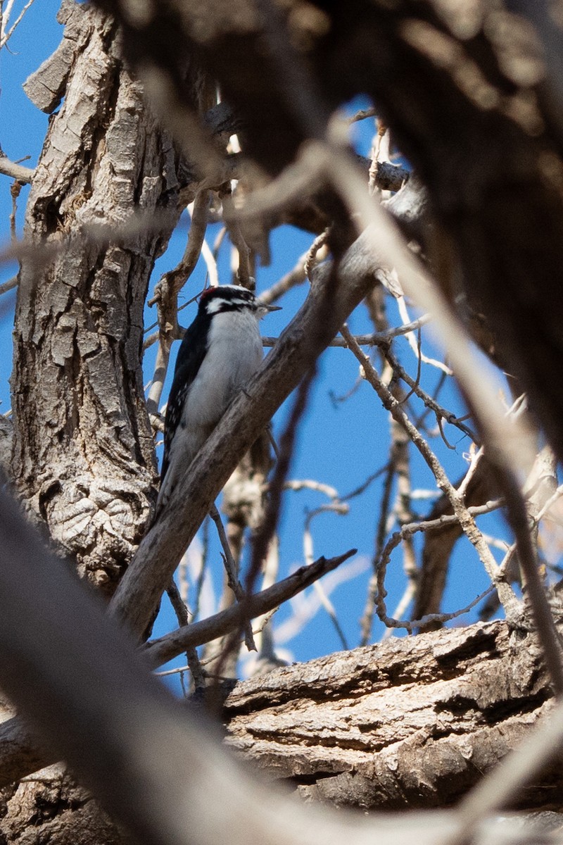 Downy Woodpecker - ML611473488