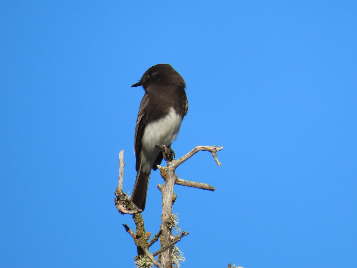 Black Phoebe - ML611473489