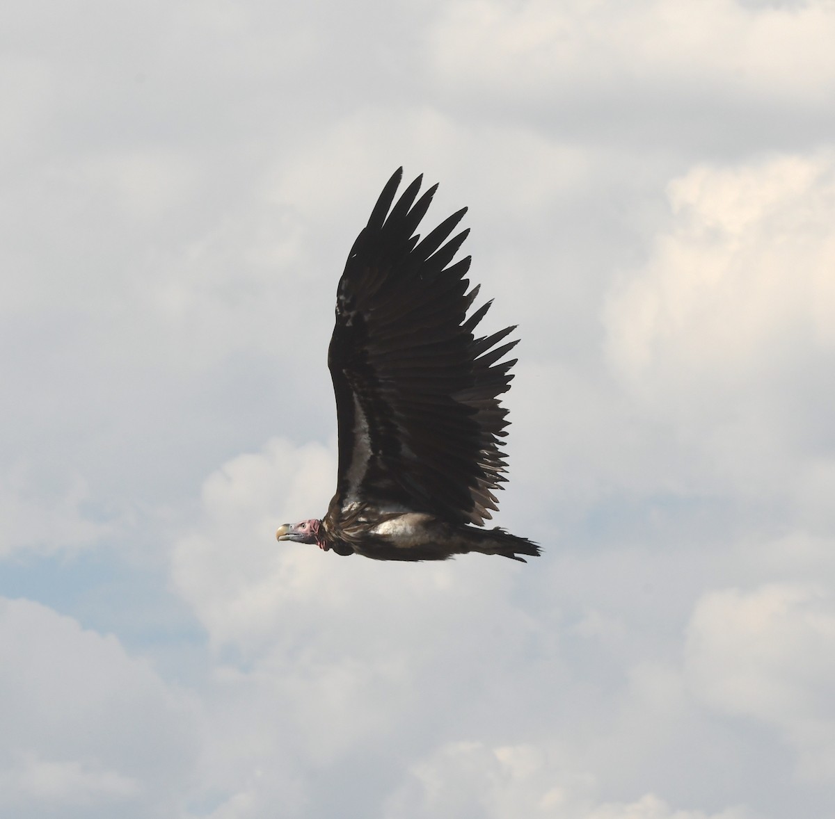 Lappet-faced Vulture - ML611473509