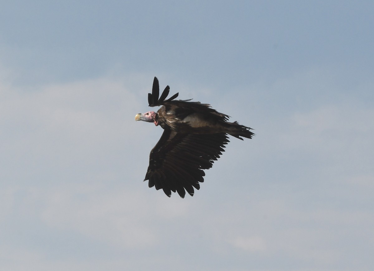 Lappet-faced Vulture - ML611473520