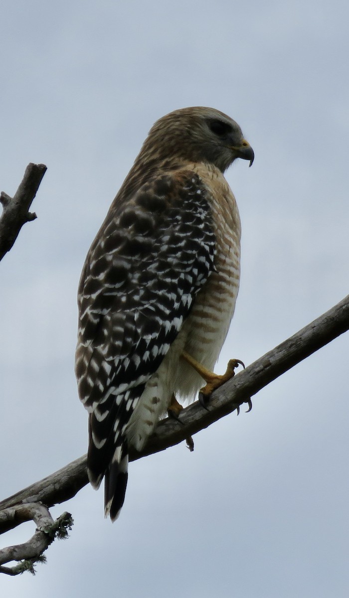 Snail Kite - ML611473619