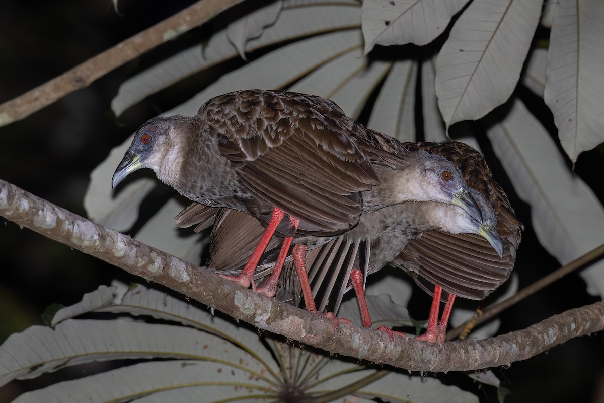 Nkulengu Rail - Chris Venetz | Ornis Birding Expeditions