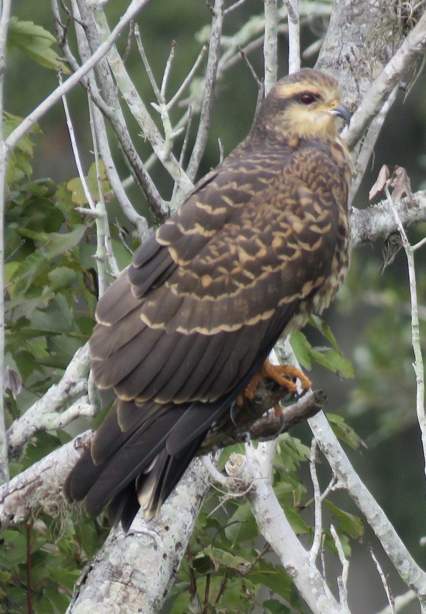 Snail Kite - kate carroll