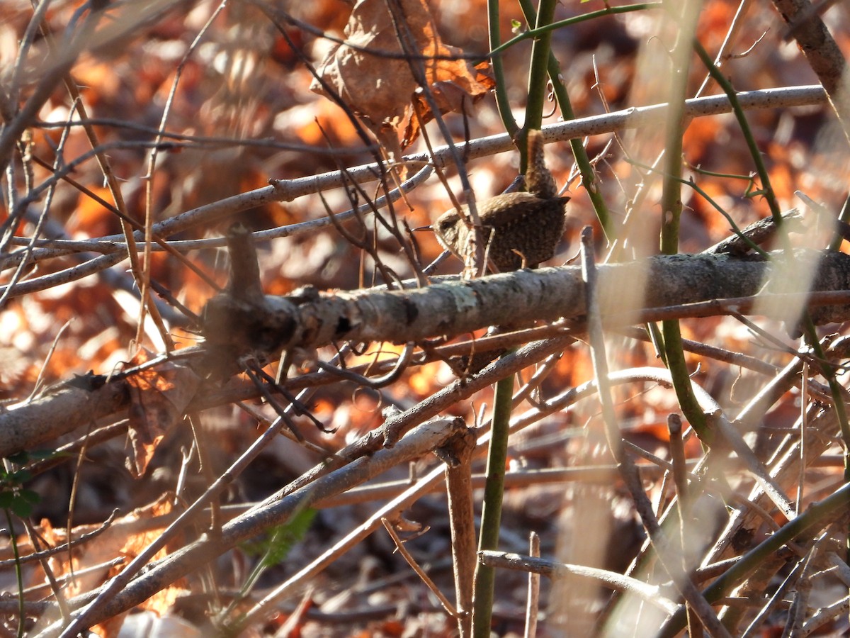 Winter Wren - ML611473633