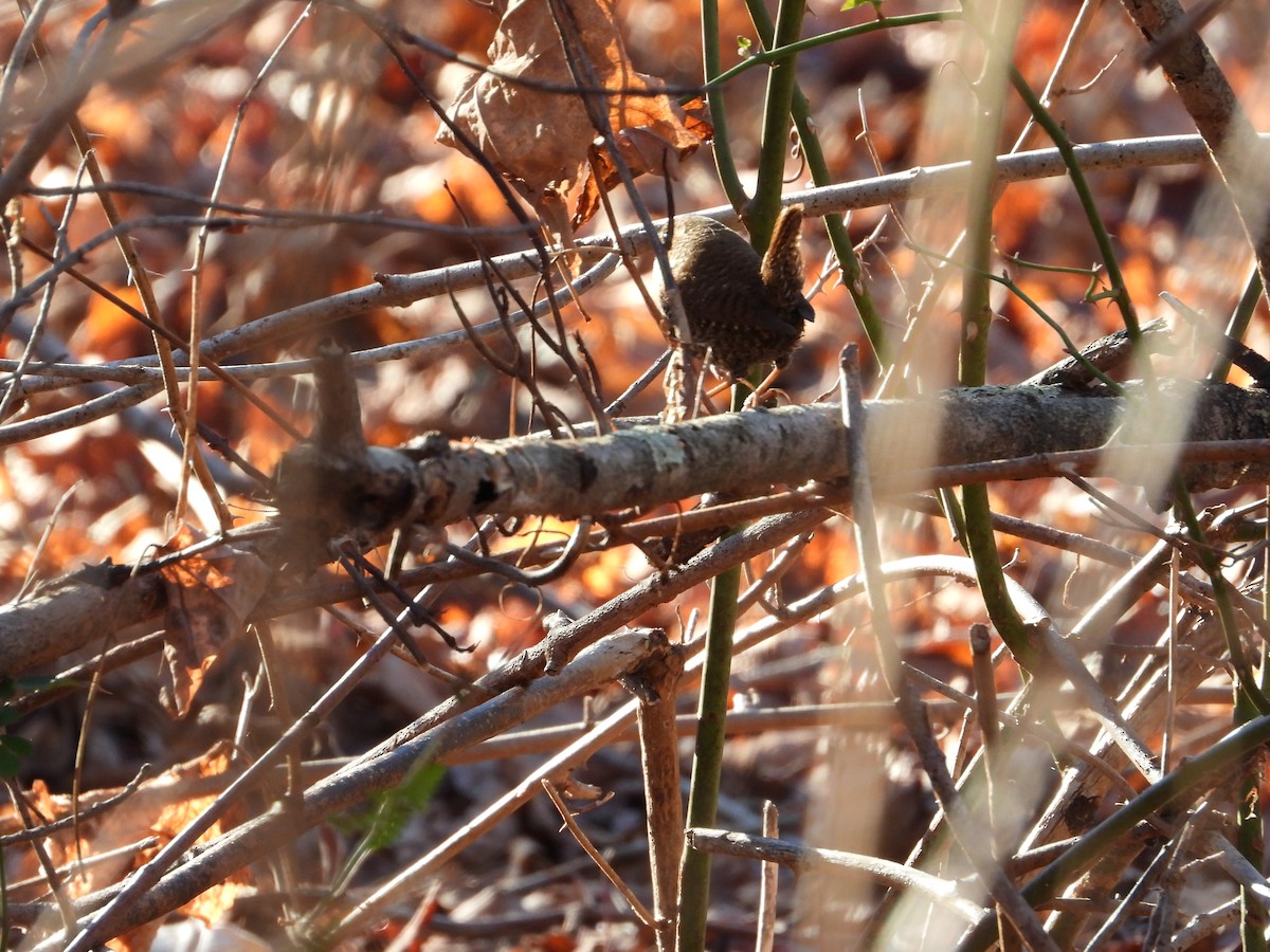 Winter Wren - ML611473634