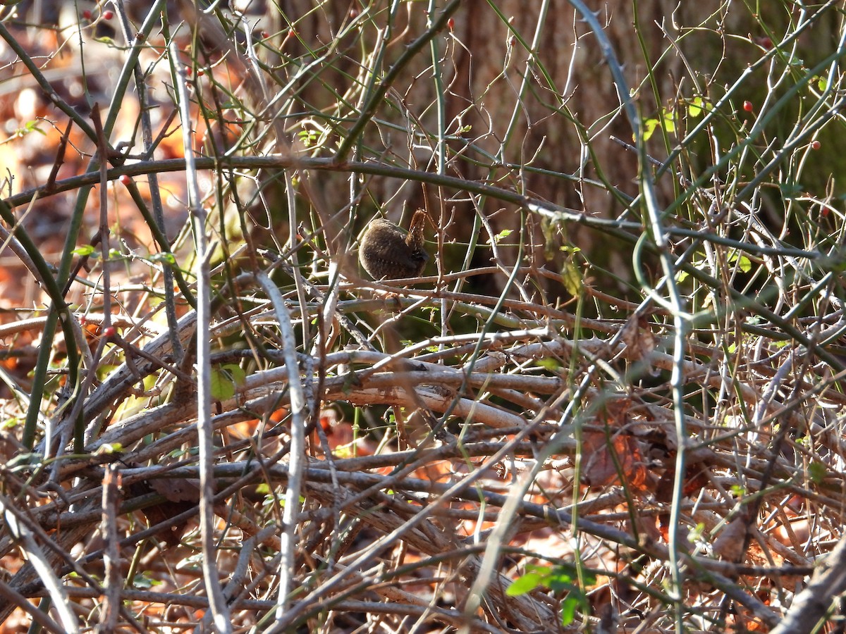 Winter Wren - ML611473635