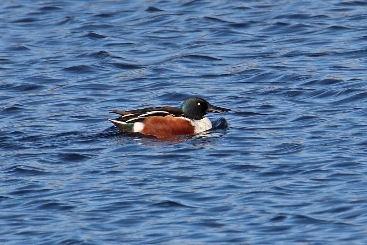 Northern Shoveler - ML611473660