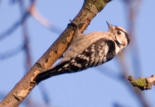 Lesser Spotted Woodpecker - ML611473662