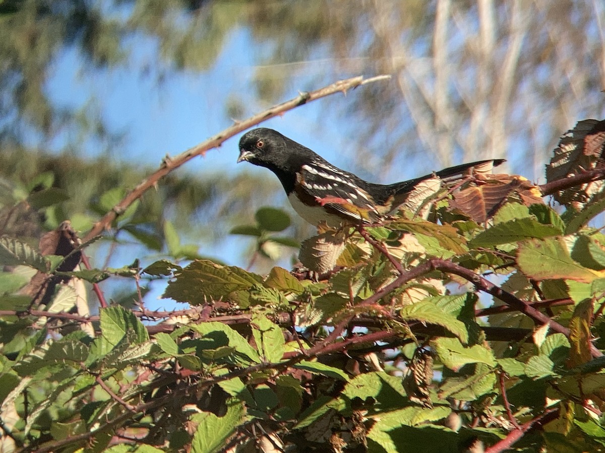 Spotted Towhee - ML611473667