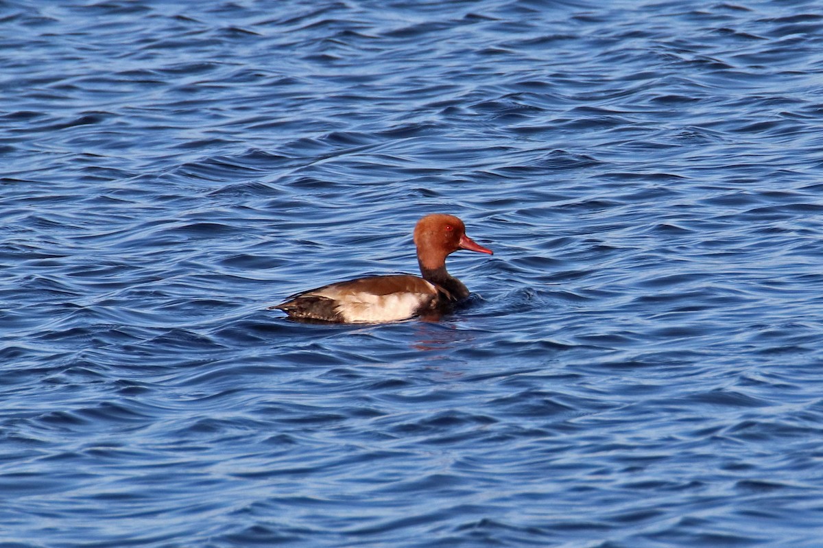 Red-crested Pochard - ML611473677