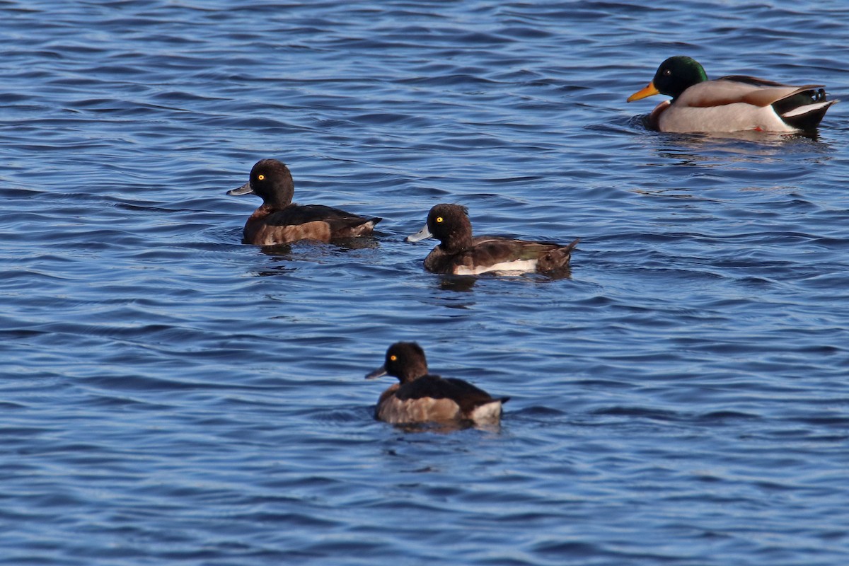 Tufted Duck - ML611473694