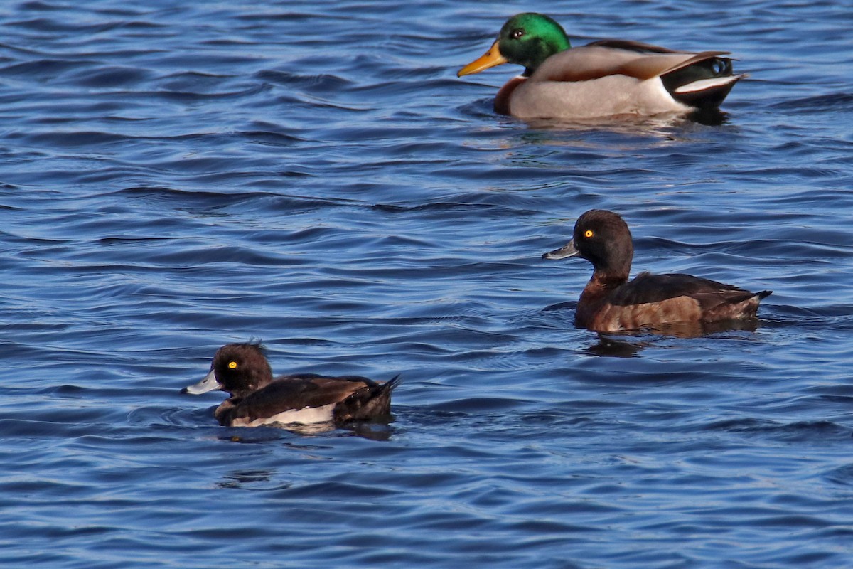 Tufted Duck - ML611473695