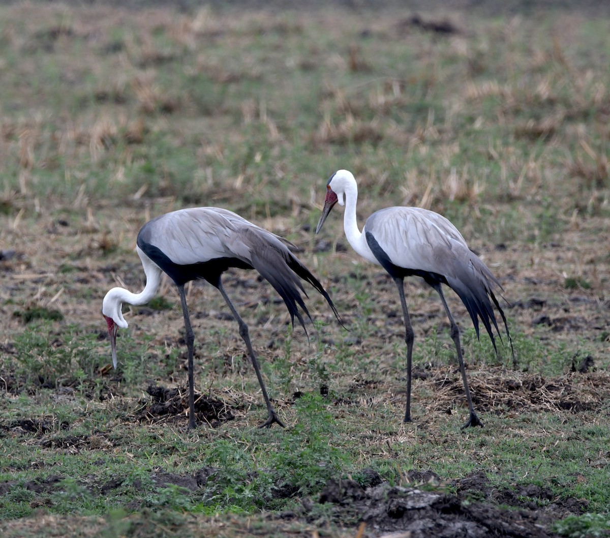 Wattled Crane - Gabriel Jamie