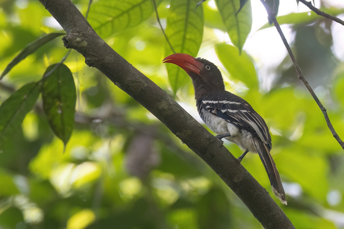 Red-billed Dwarf Hornbill - ML611473702