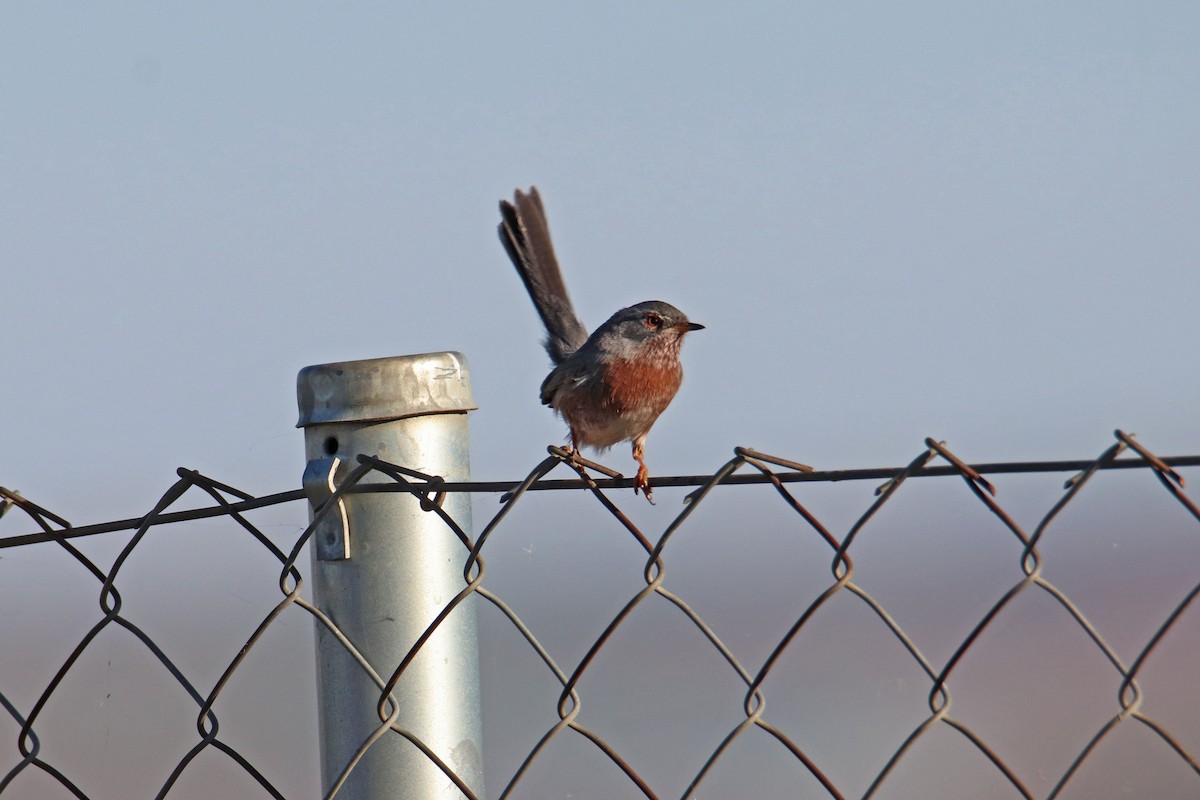 Dartford Warbler - ML611473705